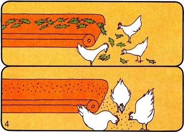 Datei:Hühner am Band mit Löwenzahn.jpg