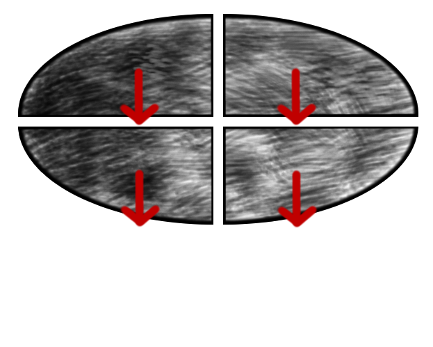 Datei:Freier Fall Stein geteilt mit Gewichtskräften.png