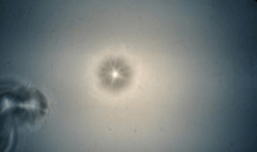 Welle Interferenz Tropfen klein.gif