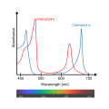 Chlorophyll ab spectra-en.png