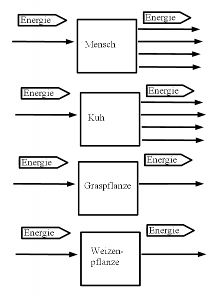Aufgabe Energie für Mensch und Tier.png
