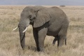 Afrikanischer Elefant.jpg
